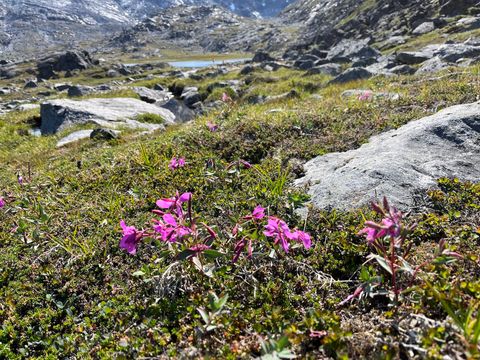 Dwarf Fireweed (Niviarsiaq) Flowers at the Foot of Quassussuaq
